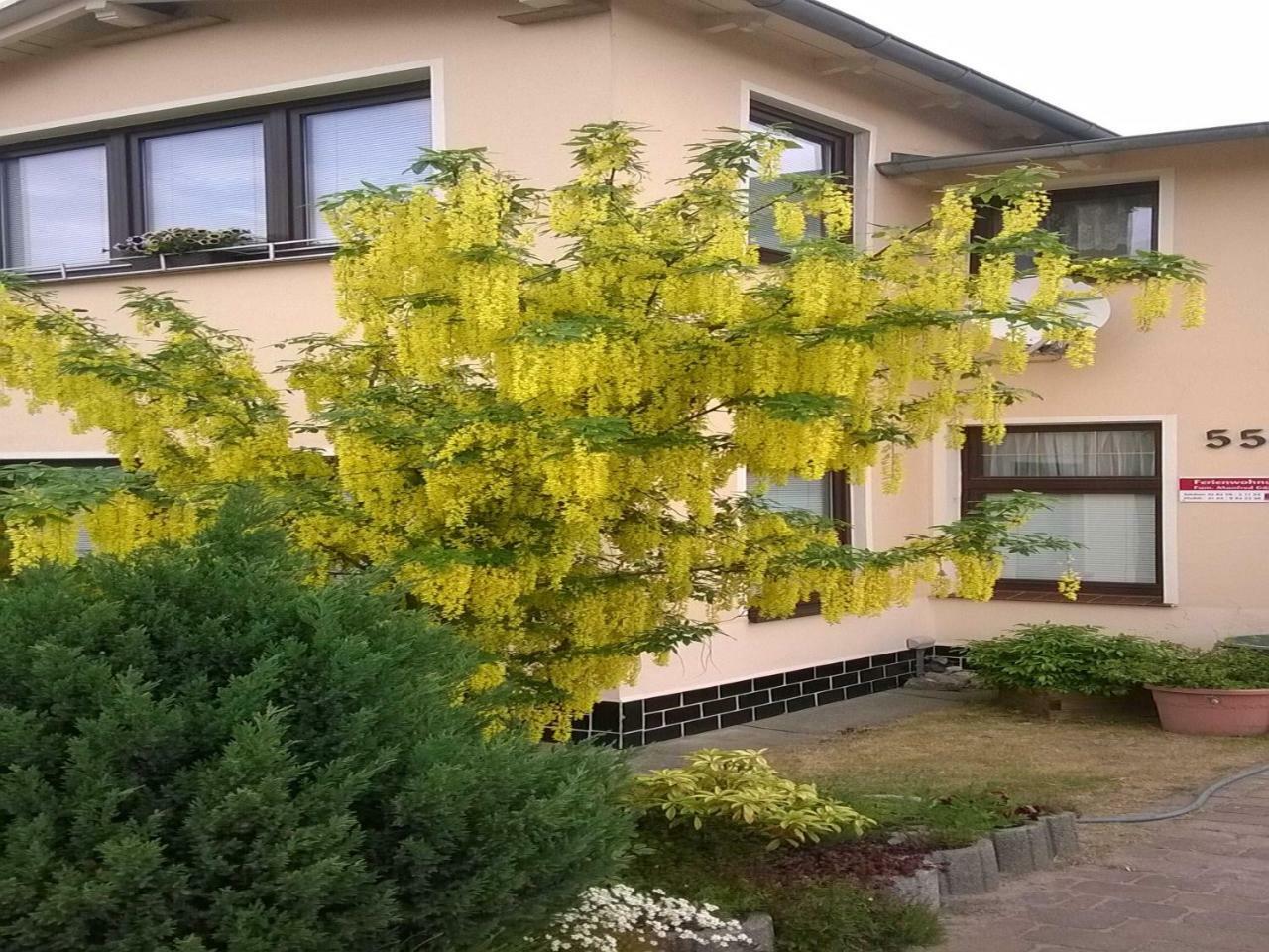 Ferienwohnung Gaertner Heringsdorf  Exterior photo